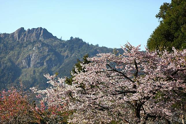 阿里山花季3月花漾開跑花況預報 旅遊經 Line Today