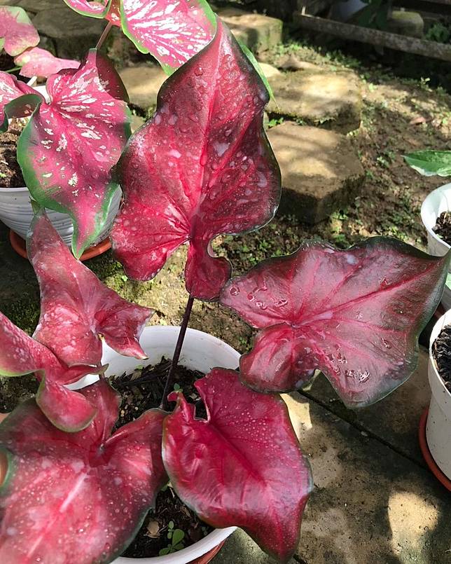 Mengenal Keladi Minyak Warna Merah Harga Dan Cara Merawatnya Brilio Net Line Today