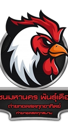 ไก่ชนมหานคร พันธุ์เดือด