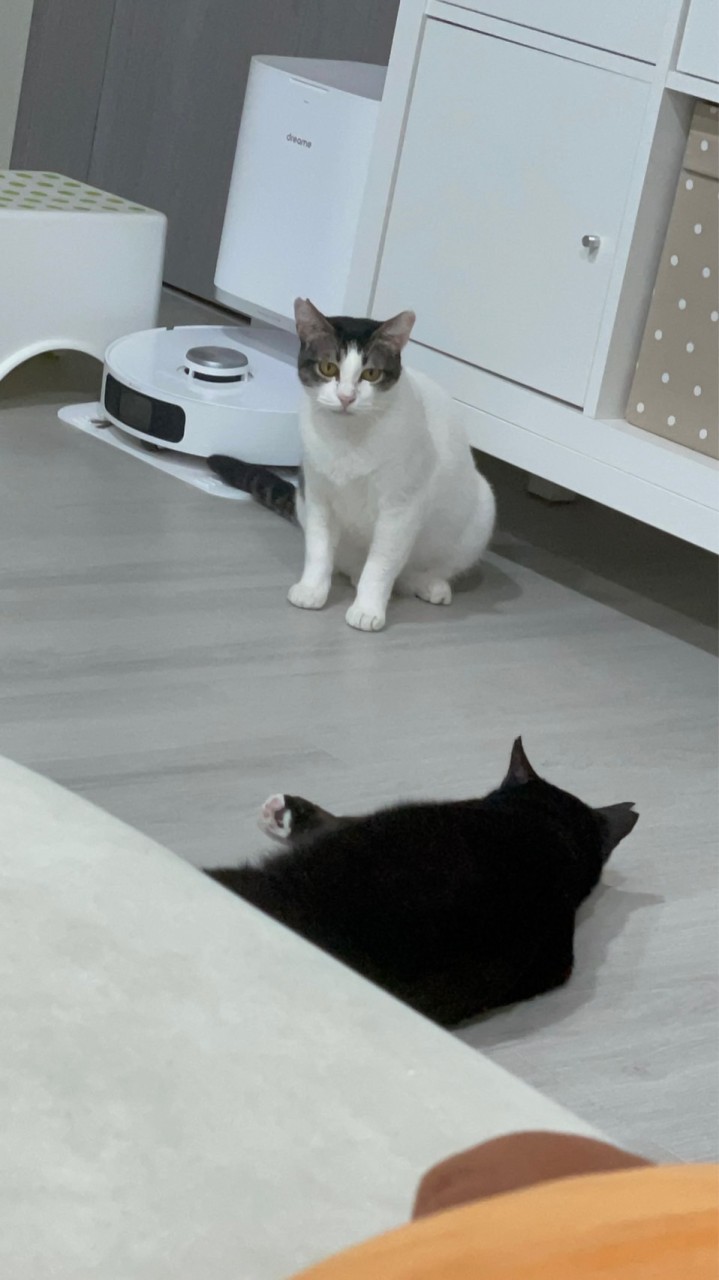 超愛貓咪🐈‍⬛