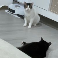 超愛貓咪🐈‍⬛