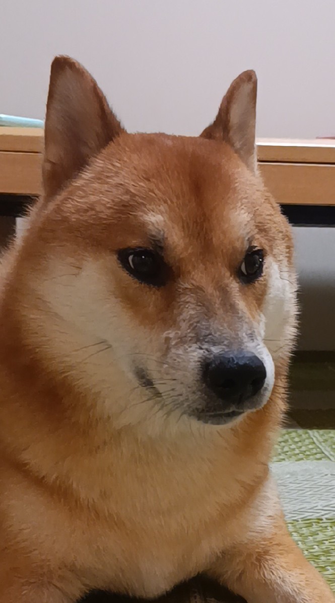 柴犬好き集まれ〜