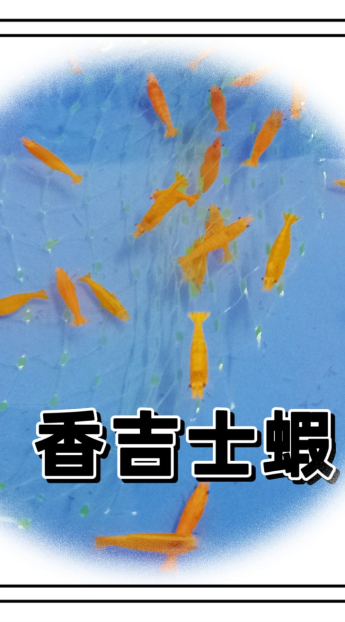 雙胞胎觀賞魚專賣店