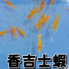 雙胞胎觀賞魚專賣店