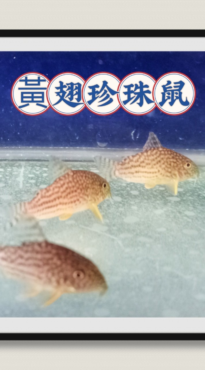 雙胞胎水族專賣店