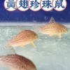 雙胞胎水族專賣店