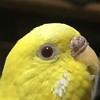 インコ好き大集合！