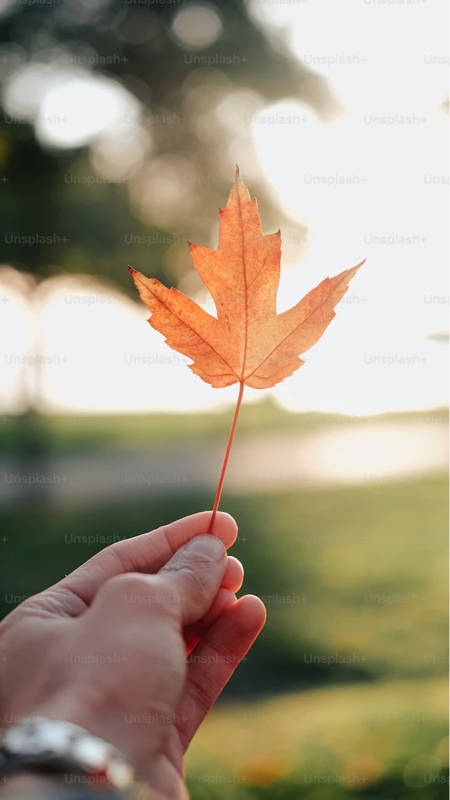 2025~2026🍁🍁🌏加拿大留學討論區🍁