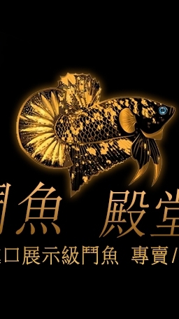 鬥魚殿堂-國外影片魚選購區