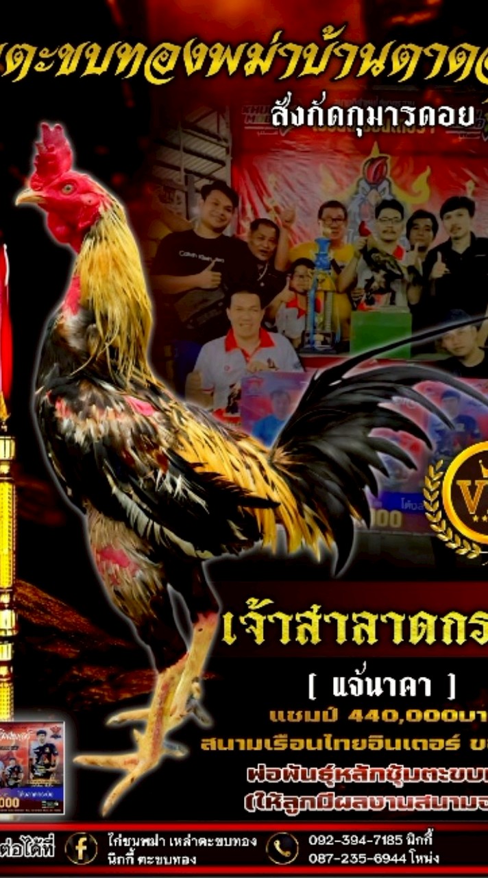 ไก่ชนพม่า เหล่าตะขบทอง
