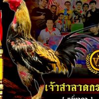 ไก่ชนพม่า เหล่าตะขบทอง