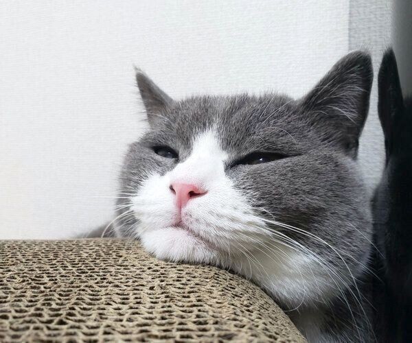 猫カゼの症状が目にでてしまった時の治療法は？