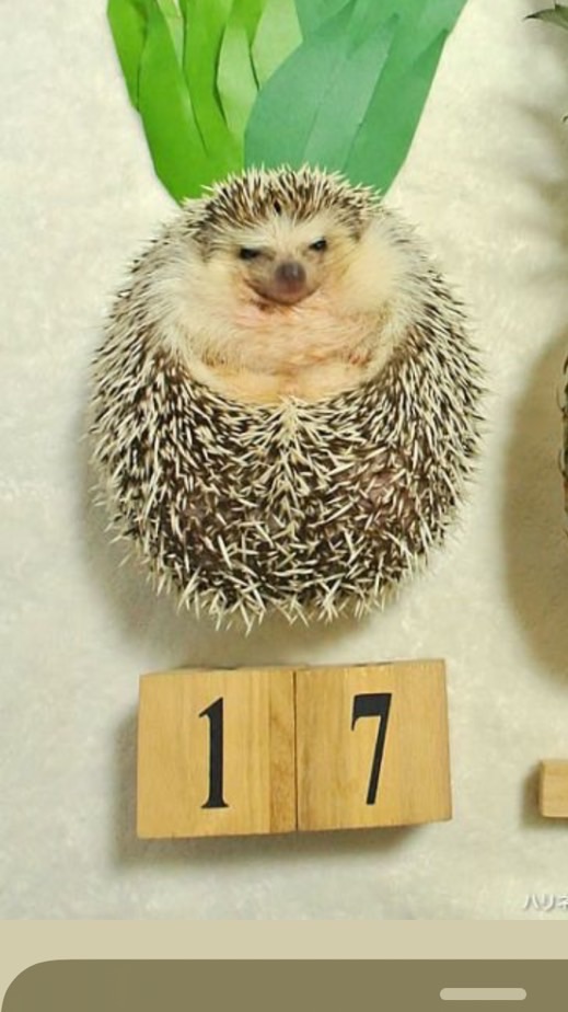 刺蝟_小小代購🦔💎