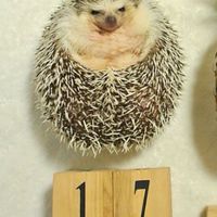 刺蝟_小小代購🦔💎