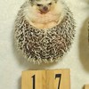 刺蝟_小小代購🦔💎