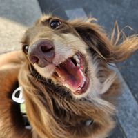 🐾DC寵物花園Dog&Cat🐾討論.分享.揪團.曬照