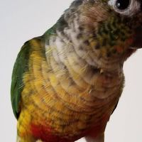 ウロコインコの会