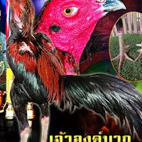 🇹🇭🔒สปีดล๊อค 💯สโล่วหรรม🥁🥁