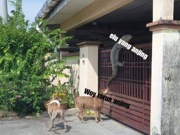 Kocak Abis 11 Meme Biawak Bertamu Ke Rumah Orang Bikin Sakit Perut