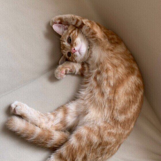 猫がお尻をトントンされるのが好きな理由と撫で方のコツ ねこのきもちnews