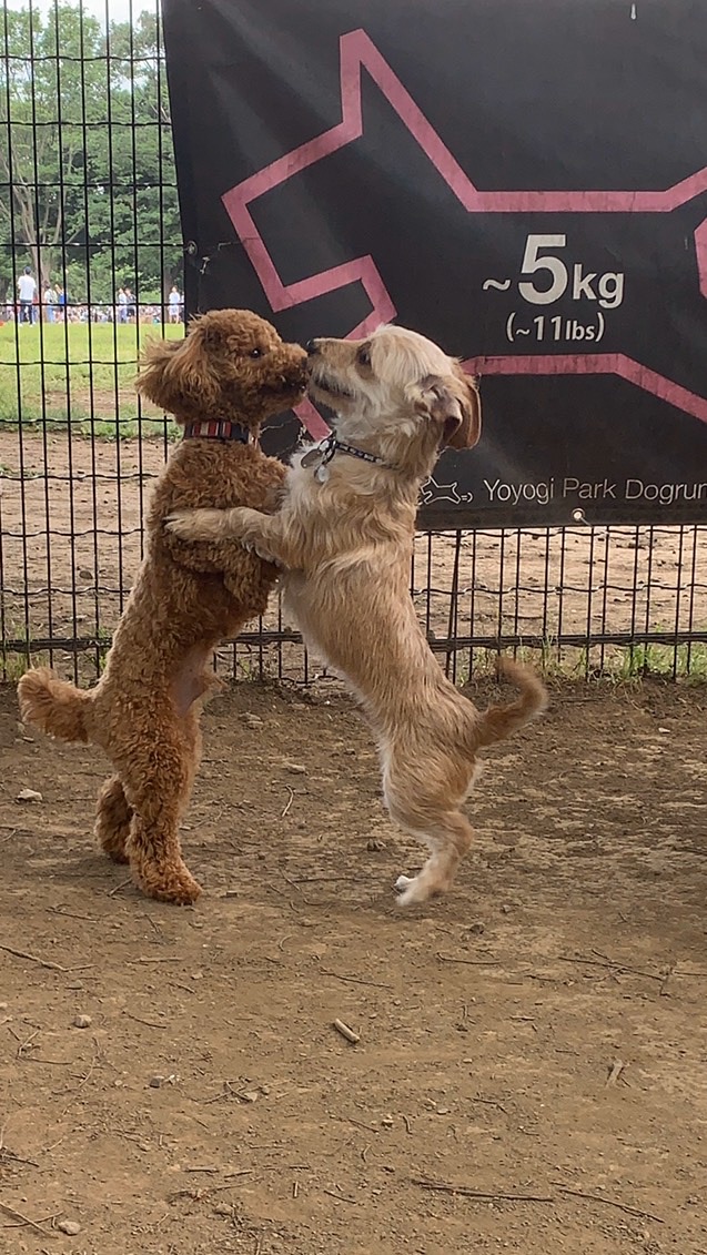 OpenChat 動物と愉快な仲間たち 🐕🐈🦉🐹🦜🦔