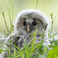 初心者カメラ歴3年以内。デジタル一眼レフ。ミラーレス一眼。フィルムも可。全国。カメラの雑談好き募集。