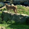ジェムおじさん