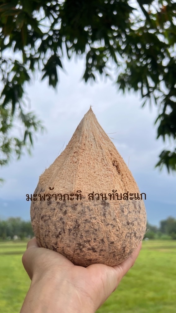 มะพร้าวกะทิ สวนทับสะแก