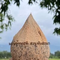 มะพร้าวกะทิ สวนทับสะแก