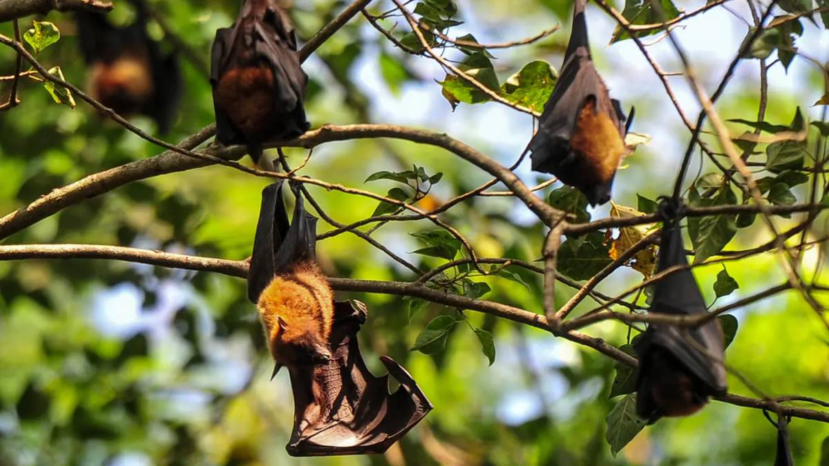 Fruit Bats, Superheroes of the Sky: Genetic Adaptations to a Sugary Diet May Hold the Key to Our Next Health Secret