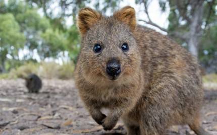 Yuk Kenalan Sama Quokka Hewan Super Imut Yang Bakal Bikin Kita