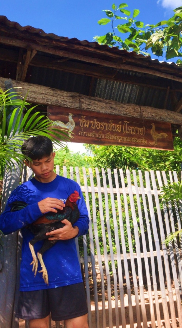 🐓ปอราชันย์ ฟาร์ม🐓