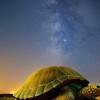 望龜之地Re: tortoise 討論群