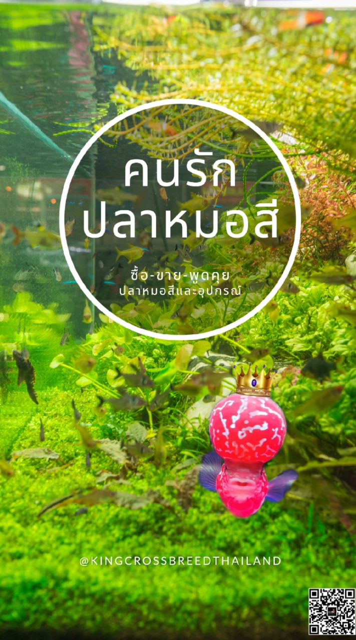 กลุ่มสำหรับคนรักปลาปลาหมอสี กลุ่มซื้อ-ขายปลาหมอสีและอุปกรณ์
