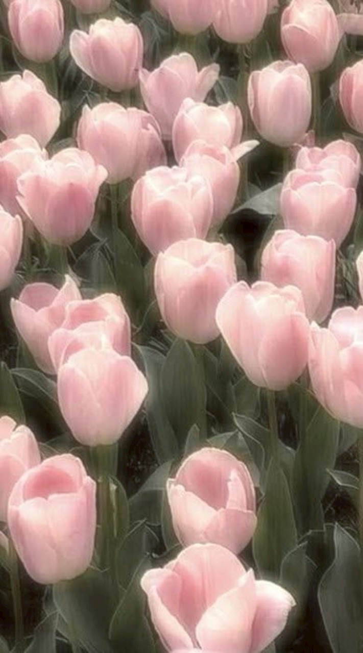 ☘️❄️⋆. 𐙚˚࿔ 𝙿𝚞𝚏𝚊𝜗𝜚˚⋆💐⛰️