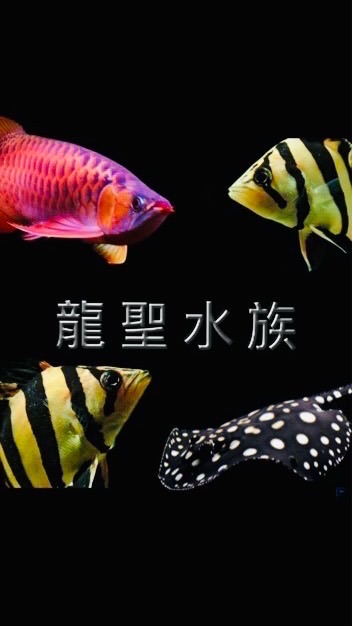 龍聖水族競標群