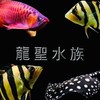 龍聖水族競標群