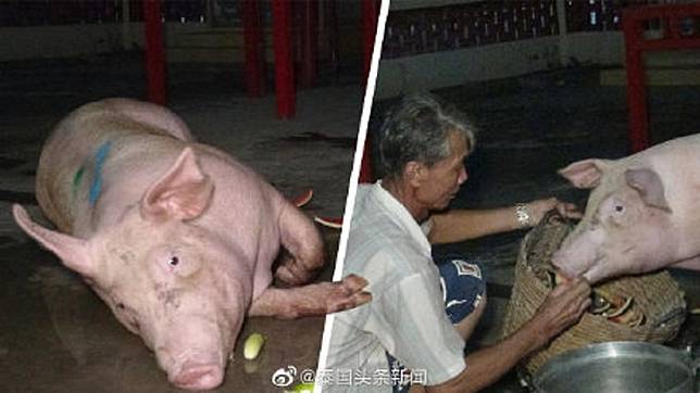 泰國春武里府日前發生一起公豬跳車事件，最後牠被好心人收養。(圖／翻攝自微博)