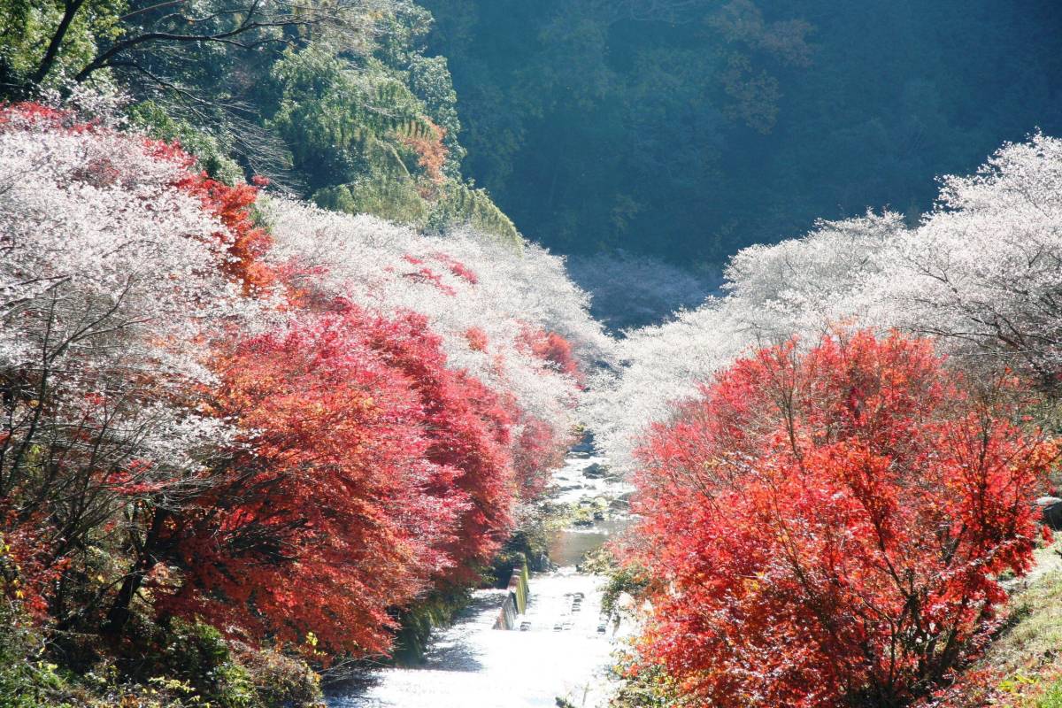 愛知縣 迎接 艷紅秋楓 的絕美景緻之賞楓名所3選推薦 旅色 Line Today