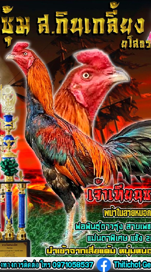 B.J. ฟาร์ม ไก่ชนสายตียโสธร