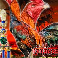 B.J. ฟาร์ม ไก่ชนสายตียโสธร