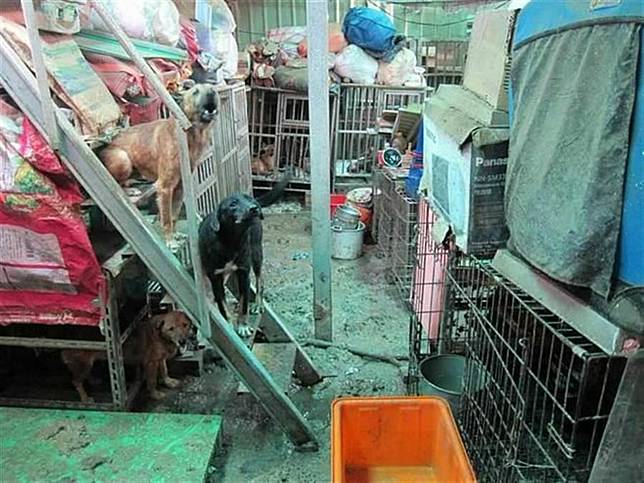 淡水狗間煉獄虐死30隻犬貓  負責人非故意獲判無罪