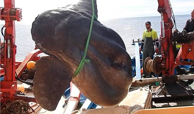 有片 西班牙捕獲巨無霸翻車魚 磅秤破表無法測量 目測重2噸 鏡週刊 Line Today