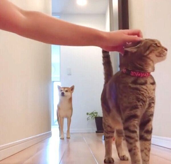 生きたセミを食べた ゾッとする犬の行動を獣医師が解説