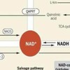 癌症救星：NADS+Se=自然膳食補充免疫療法