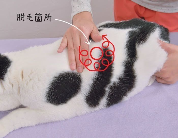 季節の変わり目に 愛猫を落ち着かせるマッサージ ねこのきもちnews
