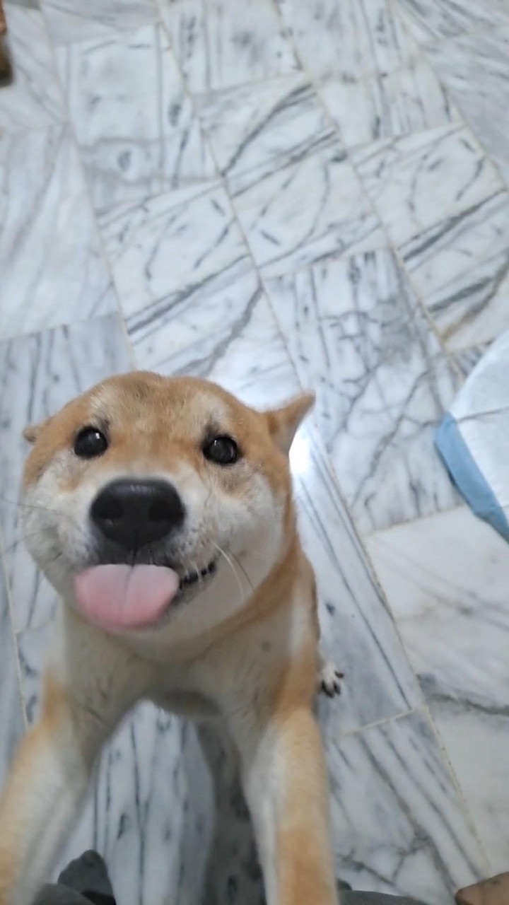 高大寵物日
