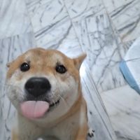 高大寵物日