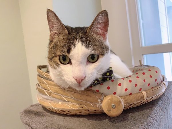 「花蓮旅遊」花蓮租車三天二夜輕旅行自駕遊，盛夏消暑追鯨趣-花蓮永宬租車，老時光燒肉酒肴，欣欣麵館不是麵店，小花公寓民宿與窩WOW青年旅館直擊分享