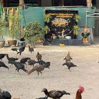 ซุปเปอร์PJ สังกัด อาปิงฟาร์ม✅️💯🐓💸